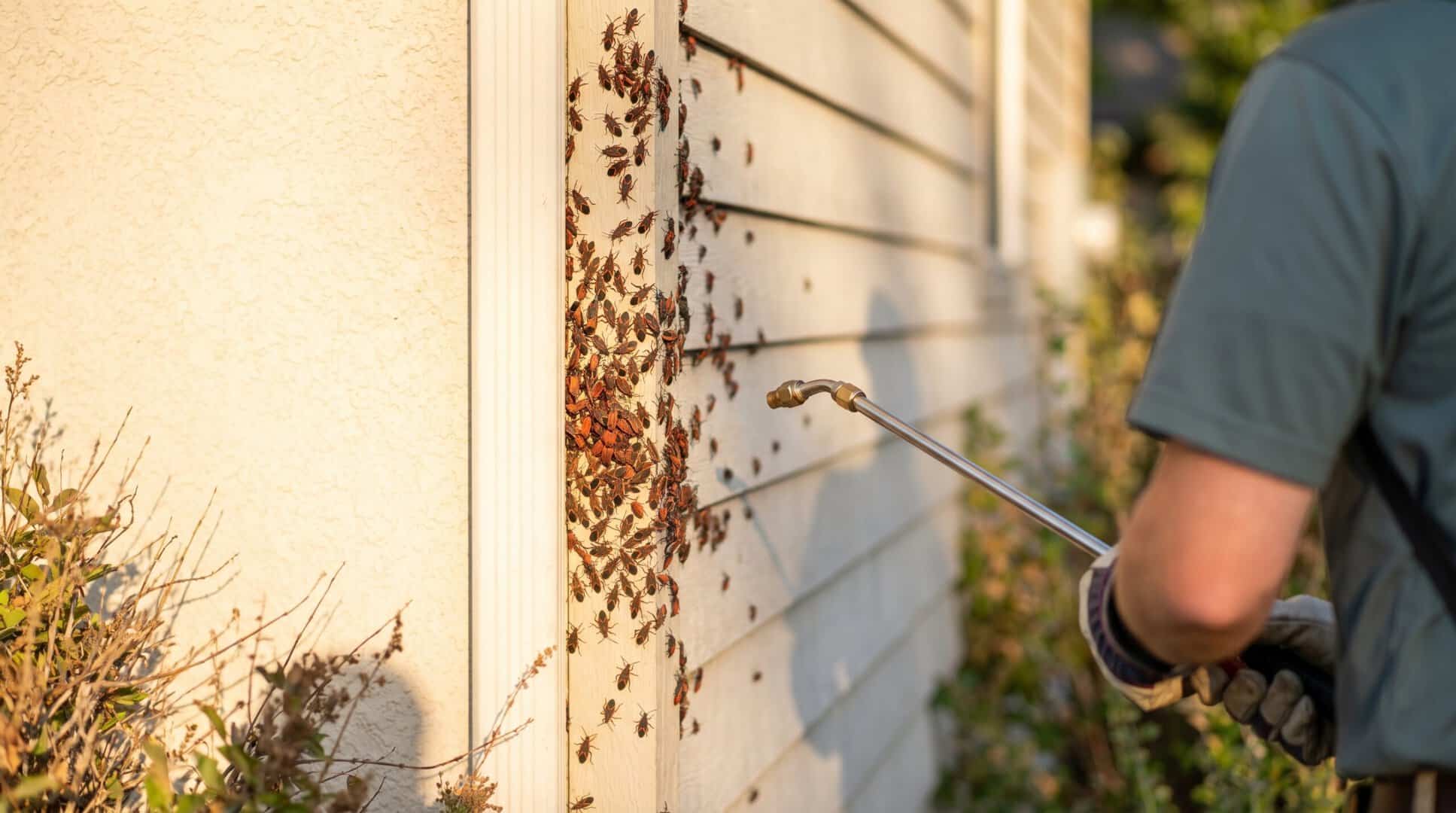 Boxelder Bug Control