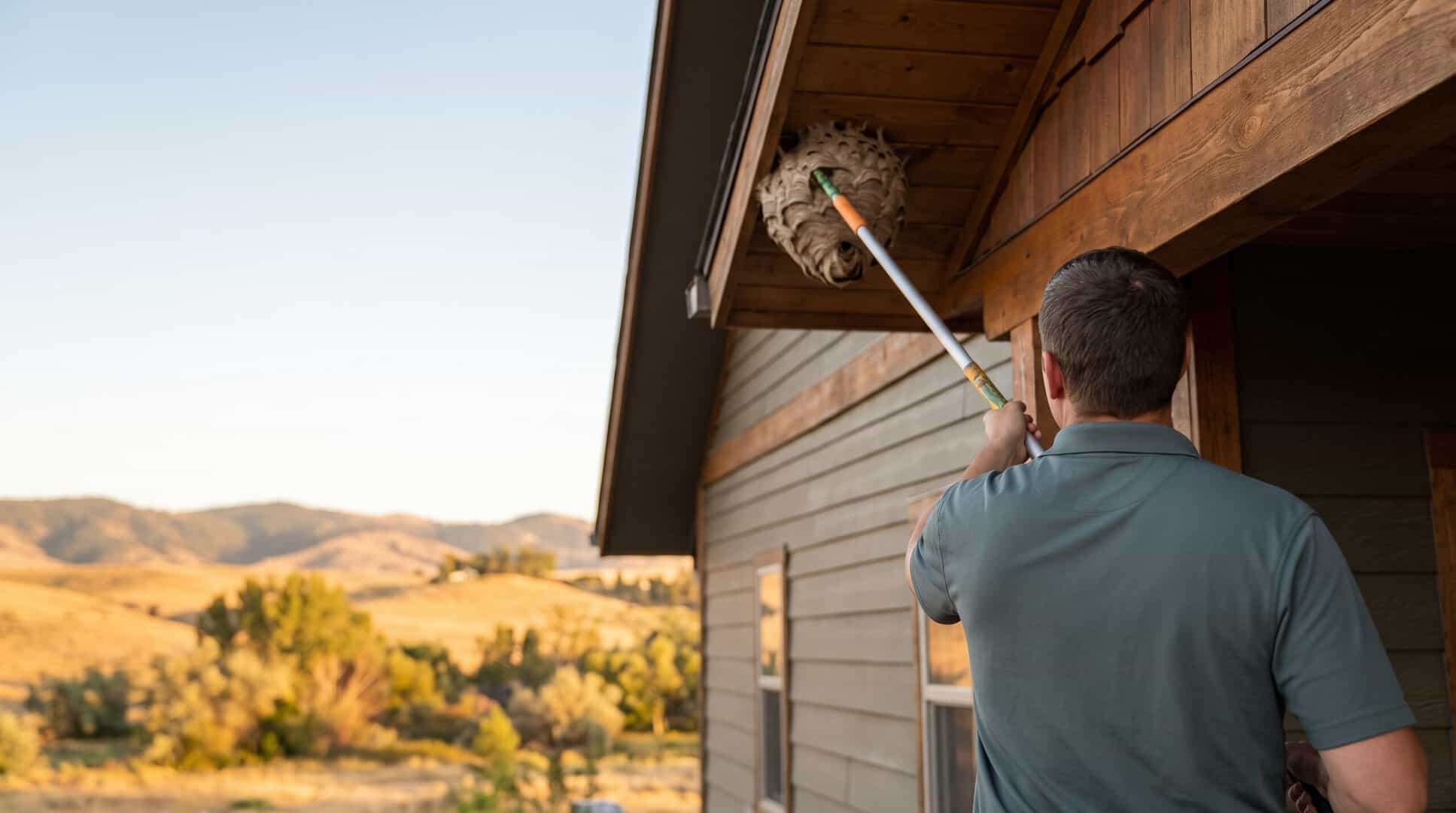 Wasp and Hornet Removal